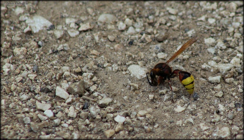 Delta unguiculatum, Vespidae Eumeninae